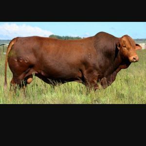 Meet your Posher, Omar